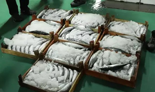 Gürpınar Balık Hali'nde yeni av sezonunun ilk mezatları yapıldı