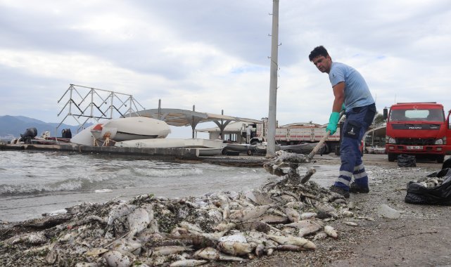 İzmir Körfezi'nde balık ölümleri sürüyor