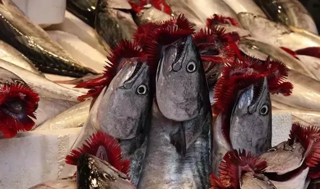 Karadeniz'de av sezonu bereketli başladı; tezgahlar şenlendi