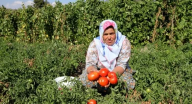 Karşıyaka’da ‘Yamanlar Domates Şenliği’ne geri sayım başladı: Yamanlar ‘Domates Şenliği’ ile yeniden doğuyor!
