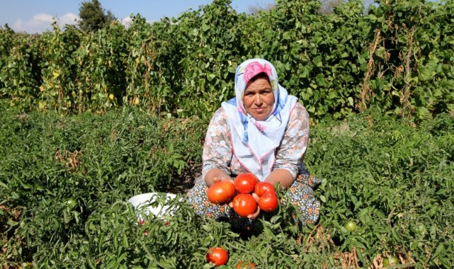 Karşıyaka’da ‘Yamanlar Domates Şenliği’ne geri sayım başladı: Yamanlar ‘Domates Şenliği’ ile yeniden doğuyor!