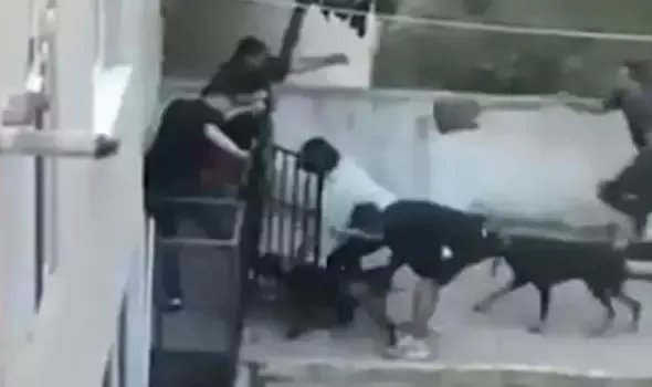 Maltepe'de, doberman cinsi köpeğin gence saldırdı
