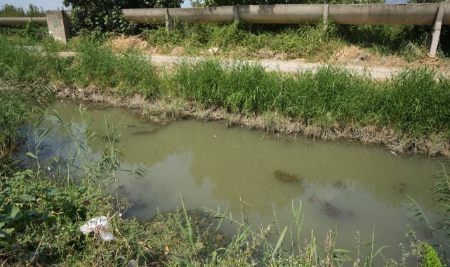 Zehir akan derede toplu balık ölümü yaşanıyor