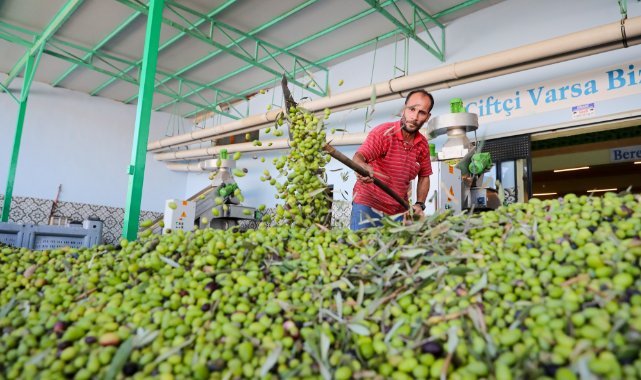 Aliağalı Minik Öğrenciler Şakran’da Zeytin Hasadı Yaptı