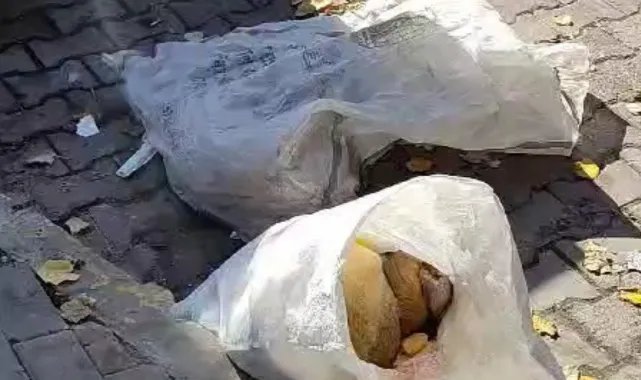 Avcılar'da çuval içerisinde çöpe atılan 2 köpek boynu kırılarak öldürülmüş