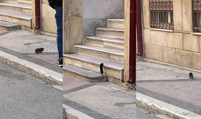 Dev fare insanların üzerine atladı, kedi ve köpek ise fareyi görmezden geldi
