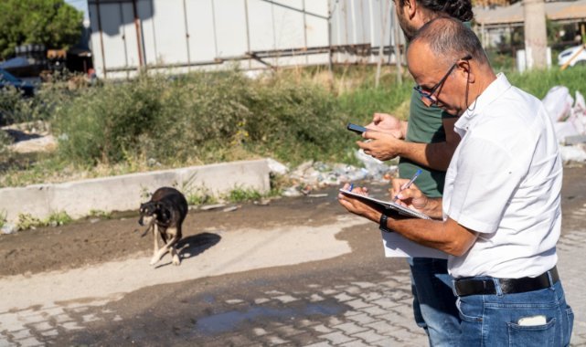 İzmir’de sahipsiz köpeklerin sayımı başladı