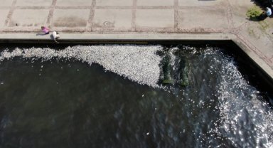 İzmir Körfezi'ndeki balık ölümleri ile dünya rekoru kırıldı