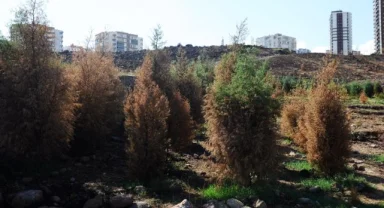 Karşıyaka Kent Ormanı’na can suyu