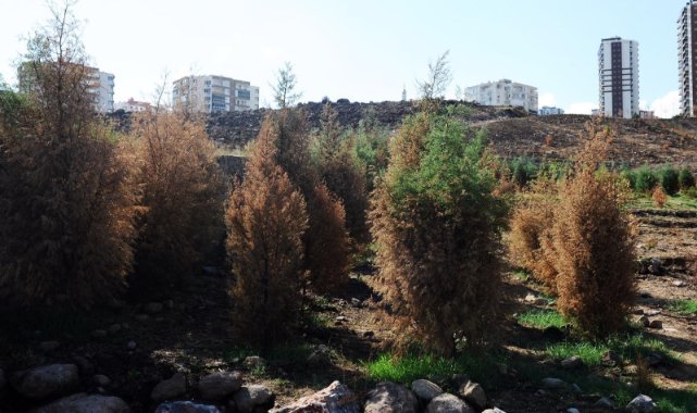 Karşıyaka Kent Ormanı’na can suyu