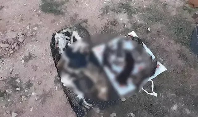 Kırklareli'nde barınakta 17 kedi ve köpek öldü; adli, idari soruşturma başlatıldı