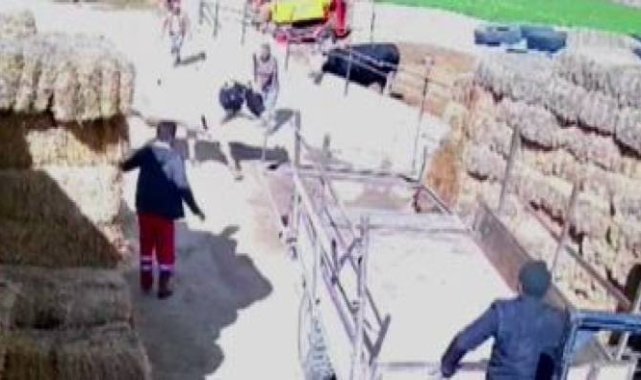 Kızgın boğa ortalığı birbirine kattı