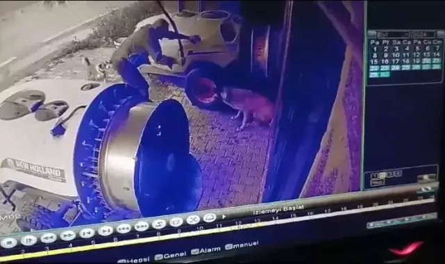 Sokak köpeğini sopayla öldürdü