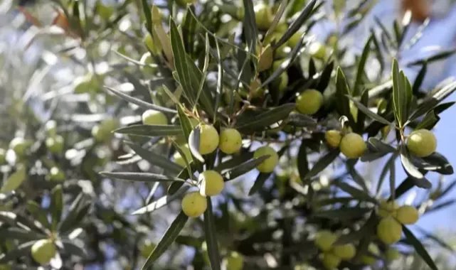 Zeytinyağı tadım uzmanı Mecituslu: Sahtecilikte çok uzmanlaşmışlar