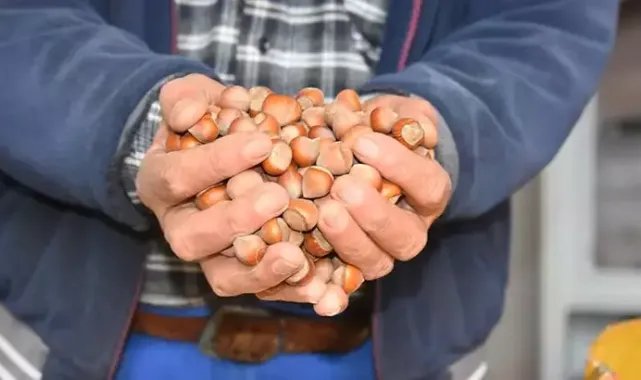 200 bin ton fındık pazara inmedi; üretici fiyat artışı bekliyor