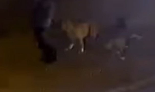 Esenyurt’ta başıboş köpekler, sokakta yürüyen çocuğa saldırdı