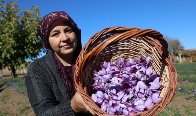 Kadın girişimcinin safran üretimi bölgeye örnek oldu: 300 bin liralık ürün gramla satılıyor