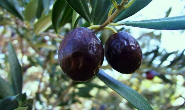 Karaburun’da İlk Kez Düzenlenecek Furma Zeytin Festivali’ne Davet
