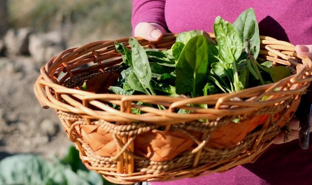 Kent Bostanı’nda ilk hasat gerçekleşti
