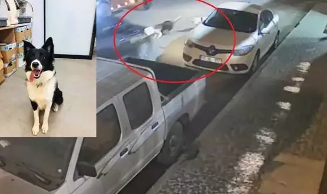 Otomobilin çarptığı 2 cins köpekten 1'i öldü; sahibi kaçan sürücüden şikayetçi oldu