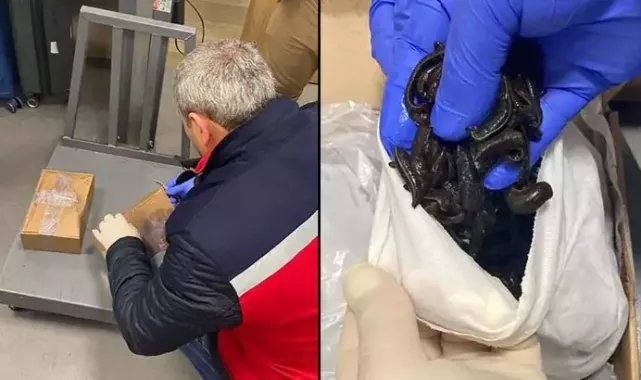 Rus yolcuların valizinden 5 bin adet sülük çıktı