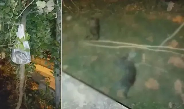 Silivri'de 24 saatte çok sayıda yavru kedi ölü bulundu