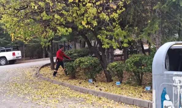 Yürüyüşe çıkan profesör, köpeklerin saldırısında yaralandı
