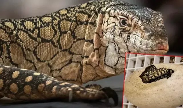 ABD'de dünyanın en büyük kertenkele türlerinden olan 'perentie'lerin ilk yavruları doğdu
