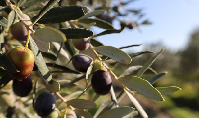 Bergama belediysi zeytin ve fıstıkta markalaşma yolunda
