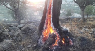 Büyükşehir yanan zeytin ağaçlarının yaşatılması için çalışma başlattı: Zeytin ağaçları küllerinden doğacak