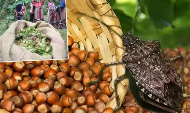 Fındığın kabusu ‘kokarca’ya rağmen ihracatta artış