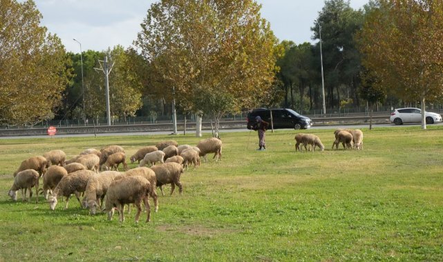 Geçimlerini 44 yıldır kent merkezindeki yeşil alanlarda koyunlarını otlatarak kazanıyorlar