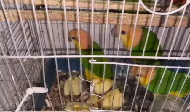 Sınır kapısında 6 konur papağanı ele geçirildi