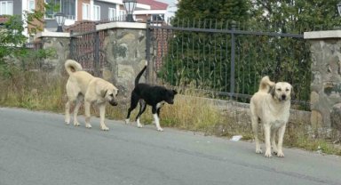 Sokak köpeklerinin saldırısından kendini ceketiyle korudu