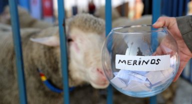 Aliağa Belediyesi’nden Üreticilere Koç Desteği