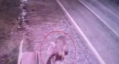 Barınaktan kaçan bozayı, 8 gün sonra ormanda yakalandı