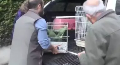 Baskın yapılan evde satışı yasak, 9 yeşil papağan ele geçirildi