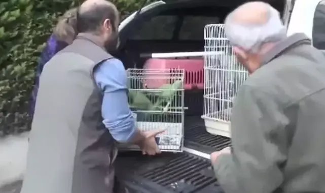 Baskın yapılan evde satışı yasak, 9 yeşil papağan ele geçirildi