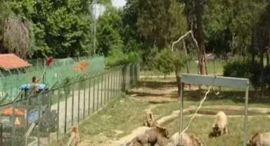 Bursa'da kaçan bozayı, 30 kişilik ekip tarafından aranıyor