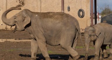 Doğal Yaşam Parkı’nda hedef 1 milyon ziyaretçi