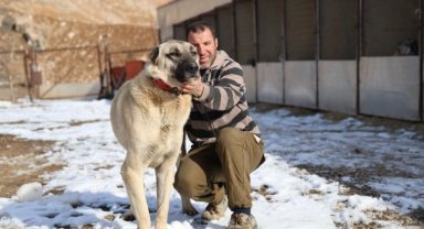 İklim değişikliği kangal köpeklerinin yapısını değiştirdi