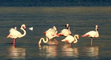 İzmir Körfezi'nde temizlik sonrası doğa canlandı, flamingolar ve pelikanlar geri döndü