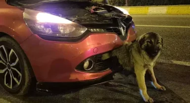 Kendisine çarpan otomobilin tamponuna sıkışan köpeği itfaiye kurtardı