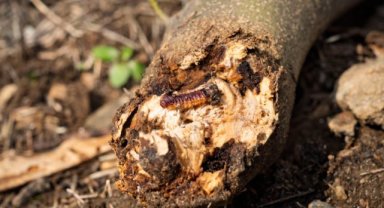 Küçük Menderesli üreticiye büyük destek