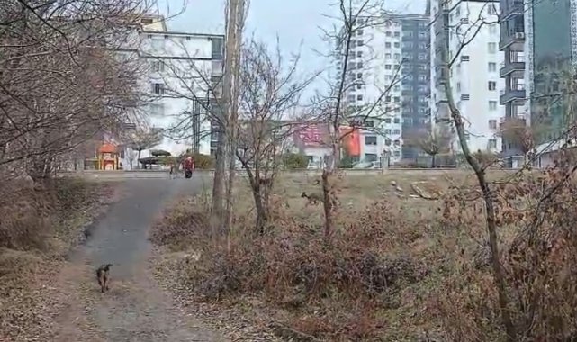 Sokak köpeklerinin saldırısına uğrayan çocuk, çuval parçası ile kurtuldu
