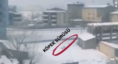 Yüksekova’da başıboş köpeklerin öğrencilere saldırı anı