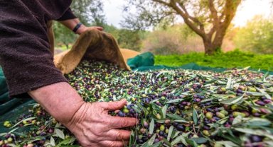 Zeytinin bereketi “OLIVEtoLIVE” ile kadraja girecek