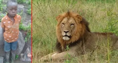 Zimbabve'de aslanların yaşadığı parkta kaybolan çocuk 5 gün sonra bulundu