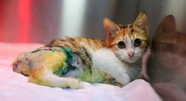 Ağır yaralarına rağmen yaşama tutundu, adı “Azim” oldu