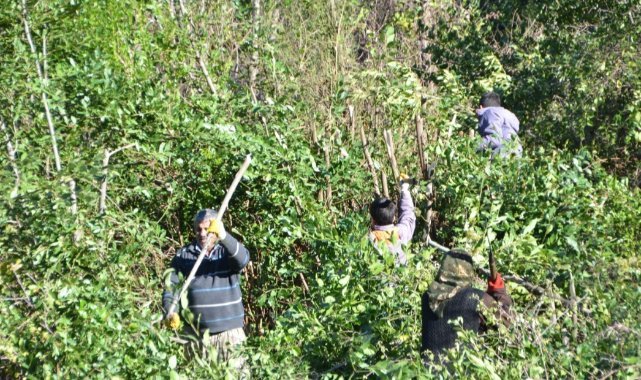 Antalya’dan tüm dünyaya ihraç ediliyor: 300 ton defne yaprağı hasadı yapıldı